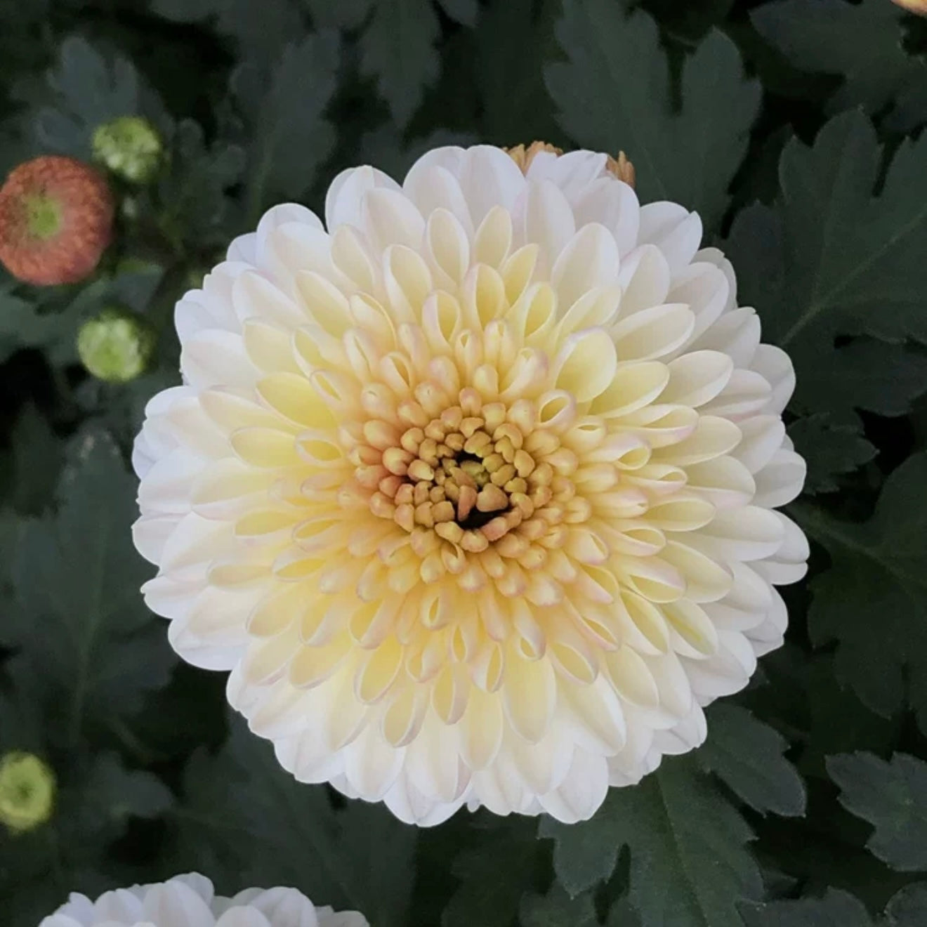 Small Mum Collections