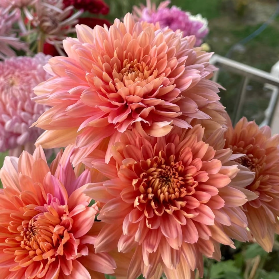 Small Mum Collections