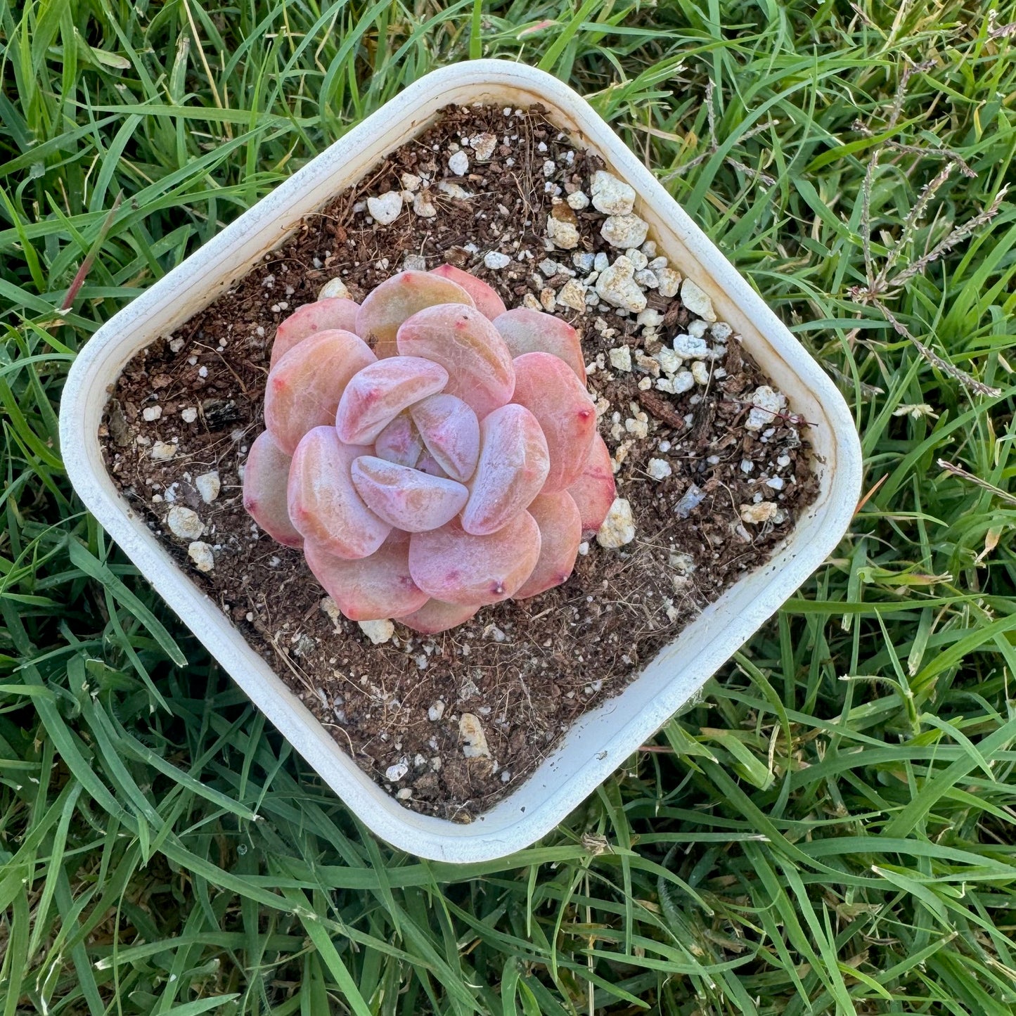 Echeveria “Hosikage”