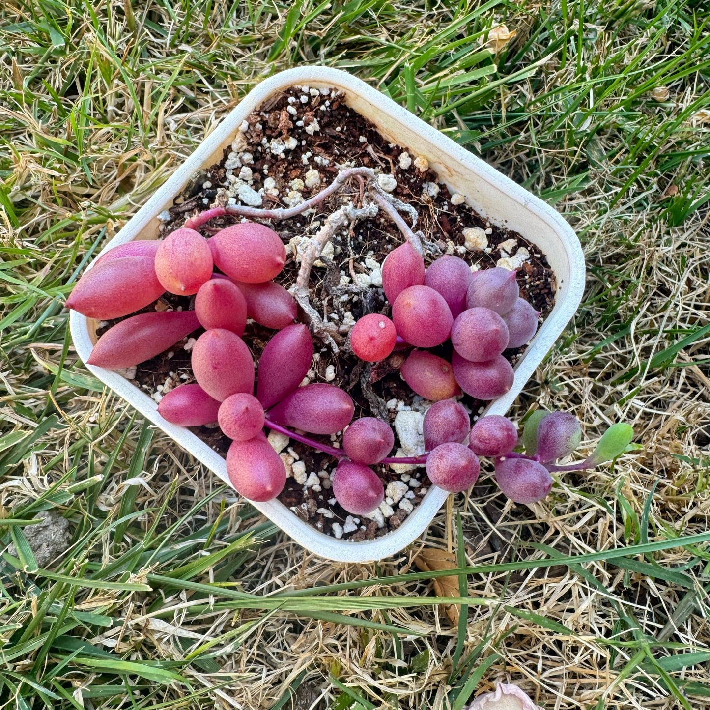 Othonna capensis L.H.Bailey