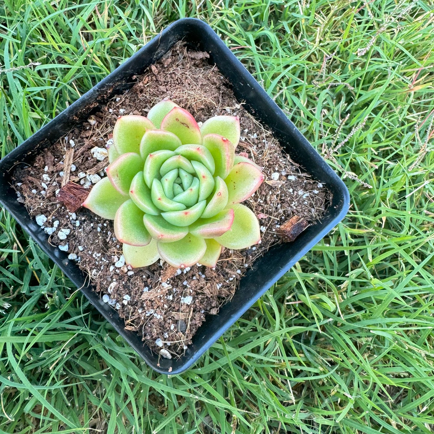 Echeveria ×gilva