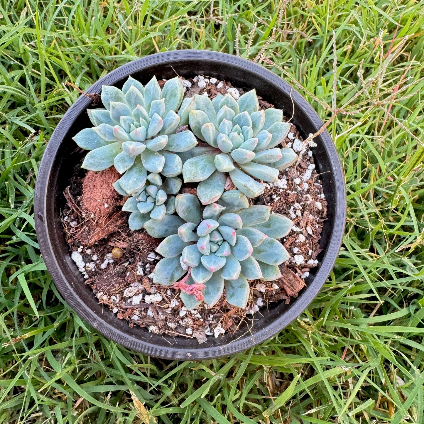 Echeveria subcorymbosa, Lau 030